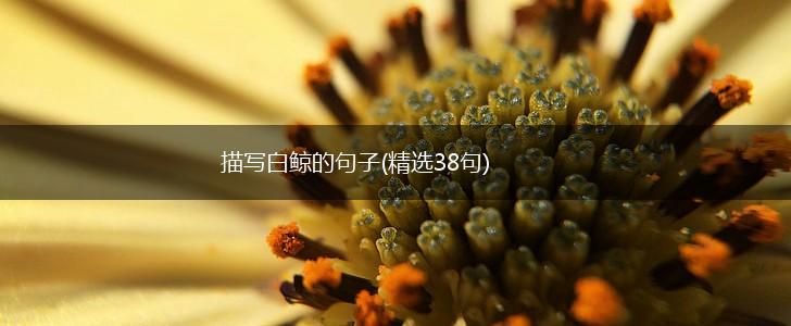 描写白鲸的句子(精选38句),第1张