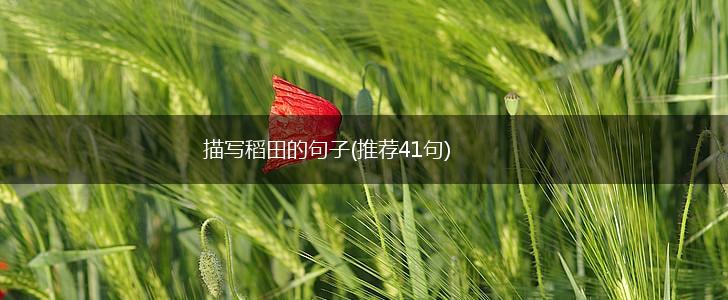 描写稻田的句子(推荐41句),第1张