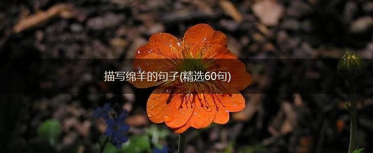 描写绵羊的句子(精选60句),第1张