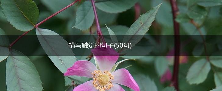 描写触觉的句子(50句),第1张