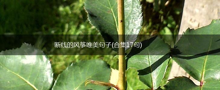 断线的风筝唯美句子(合集17句),第1张