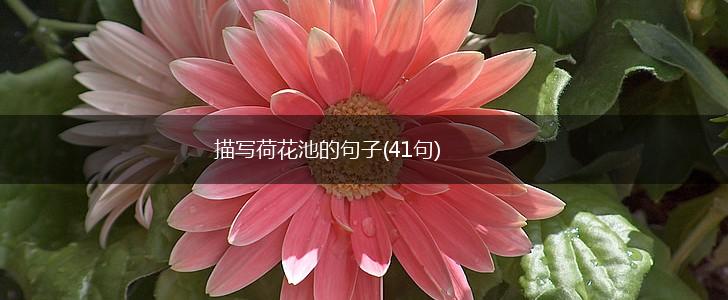 描写荷花池的句子(41句),第1张