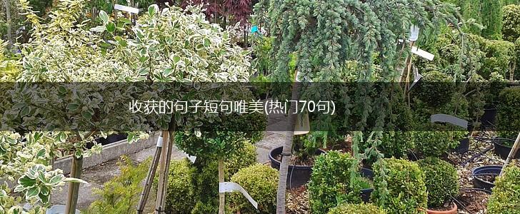 收获的句子短句唯美(热门70句),第1张