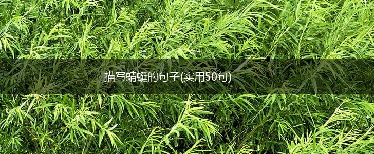 描写蜻蜓的句子(实用50句),第1张