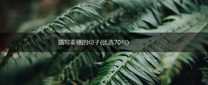 描写麦穗的句子(优选70句),第1张