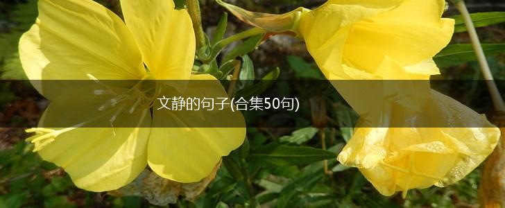 文静的句子(合集50句),第1张