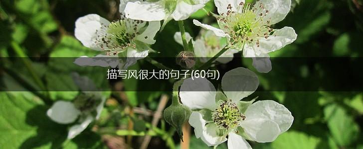 描写风很大的句子(60句),第1张
