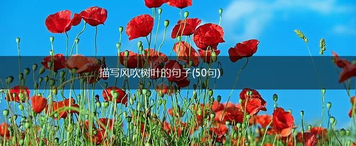 描写风吹树叶的句子(50句),第1张