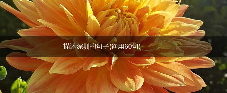 描述深圳的句子(通用60句),第1张