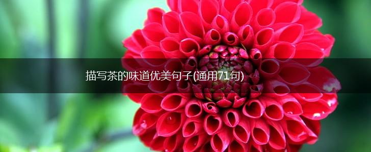 描写茶的味道优美句子(通用71句),第1张