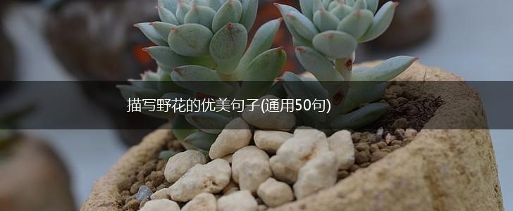 描写野花的优美句子(通用50句),第1张