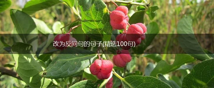 改为反问句的句子(精选100句),第1张