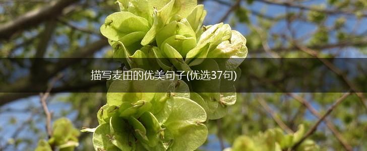 描写麦田的优美句子(优选37句),第1张