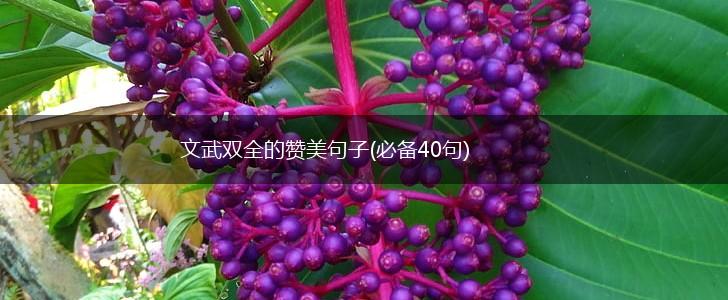 文武双全的赞美句子(必备40句),第1张