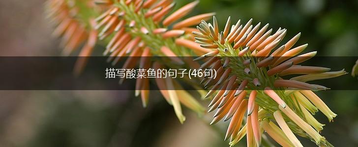 描写酸菜鱼的句子(46句),第1张