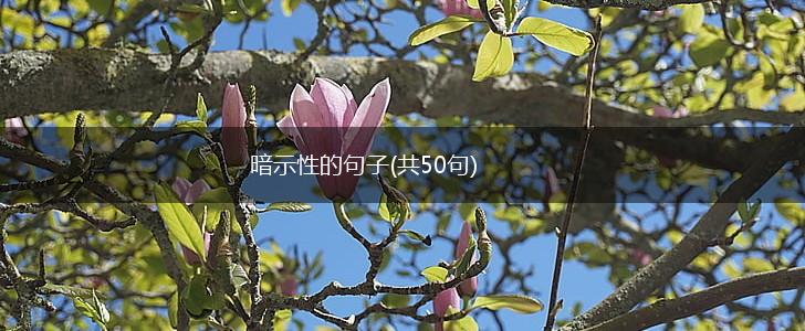 暗示性的句子(共50句),第1张 暗示性的句子(共50句),第1张