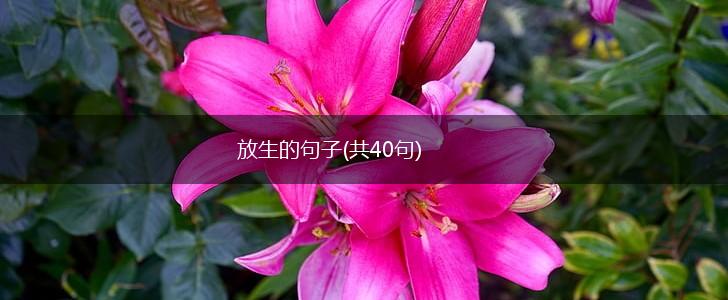 放生的句子(共40句),第1张