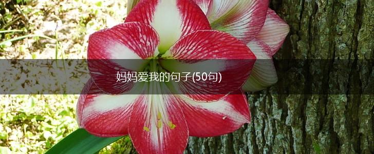 妈妈爱我的句子(50句),第1张