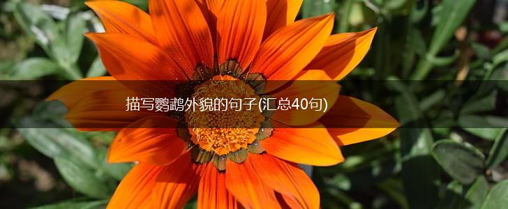 描写鹦鹉外貌的句子(汇总40句),第1张