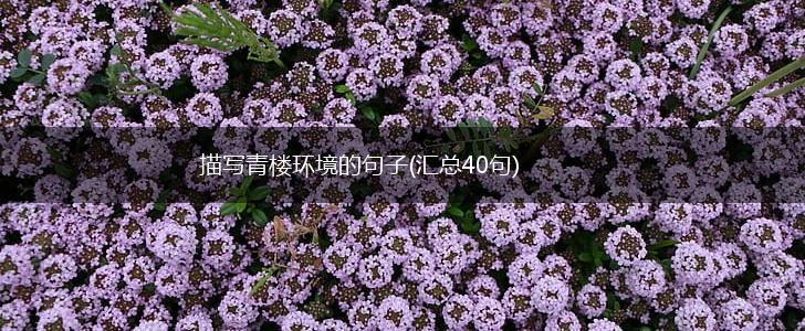 描写青楼环境的句子(汇总40句),第1张