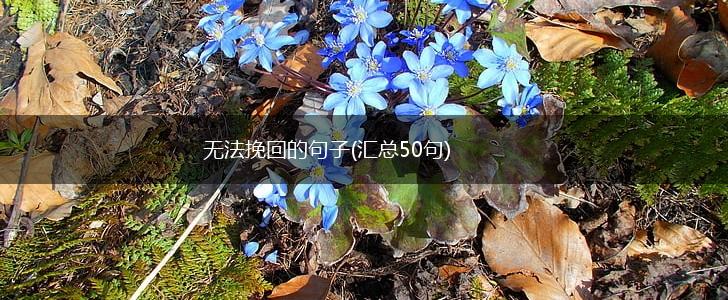 无法挽回的句子(汇总50句),第1张