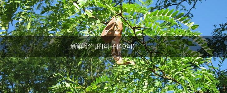 新鲜空气的句子(40句),第1张