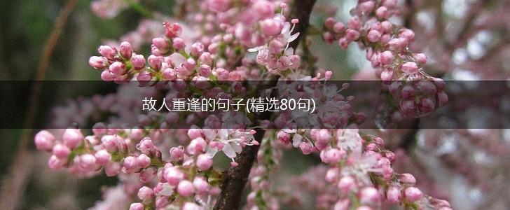 故人重逢的句子(精选80句),第1张