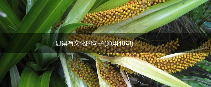 显得有文化的句子(通用40句),第1张