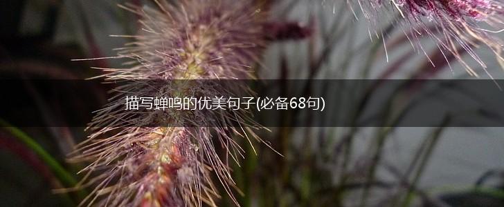 描写蝉鸣的优美句子(必备68句),第1张