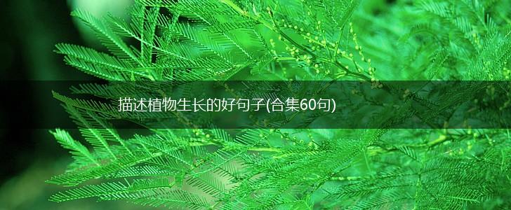 描述植物生长的好句子(合集60句),第1张