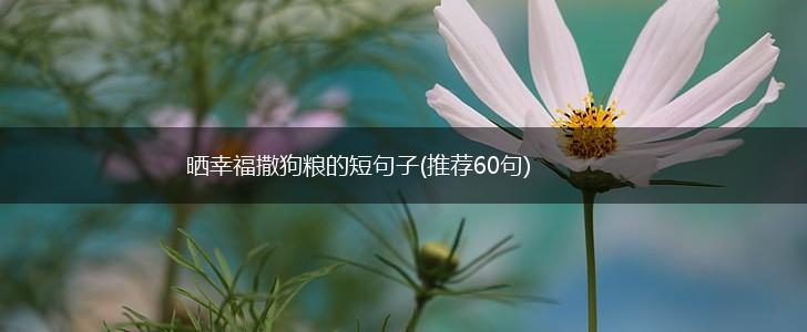 晒幸福撒狗粮的短句子(推荐60句),第1张