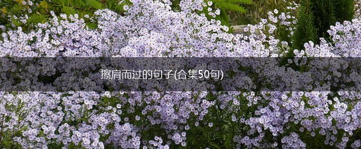 擦肩而过的句子(合集50句),第1张