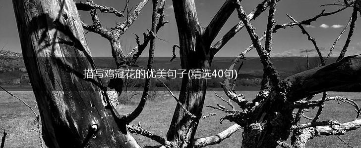 描写鸡冠花的优美句子(精选40句),第1张