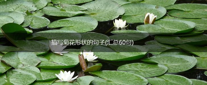 描写菊花形状的句子(汇总60句),第1张