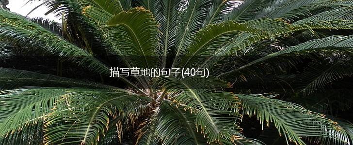 描写草地的句子(40句),第1张