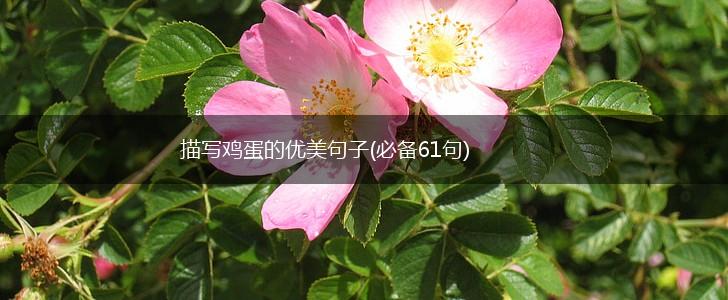 描写鸡蛋的优美句子(必备61句),第1张