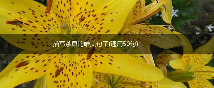 描写茶具的唯美句子(通用50句),第1张