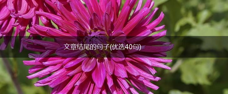 文章结尾的句子(优选40句),第1张