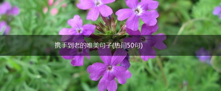 携手到老的唯美句子(热门50句),第1张