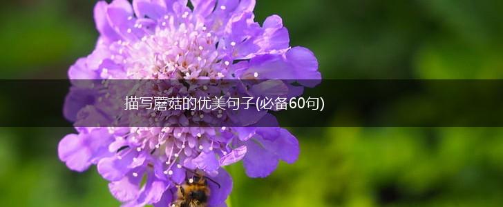 描写蘑菇的优美句子(必备60句),第1张