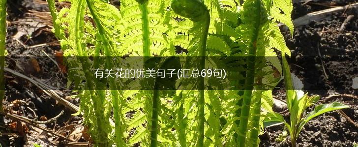 有关花的优美句子(汇总69句),第1张