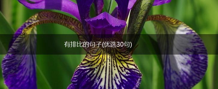 有排比的句子(优选30句),第1张