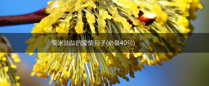 柴米油盐的爱情句子(必备40句),第1张