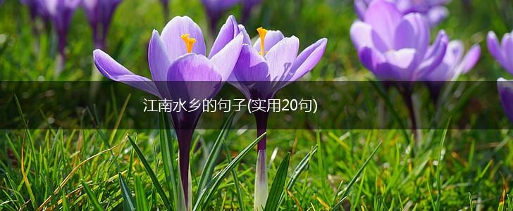 江南水乡的句子(实用20句),第1张