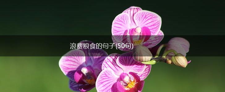 浪费粮食的句子(50句),第1张