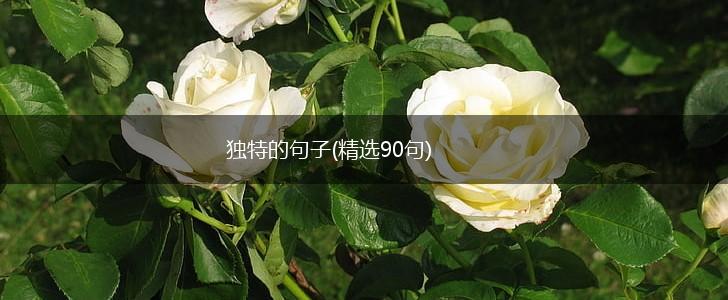 独特的句子(精选90句),第1张