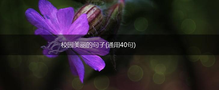 校园美丽的句子(通用40句),第1张