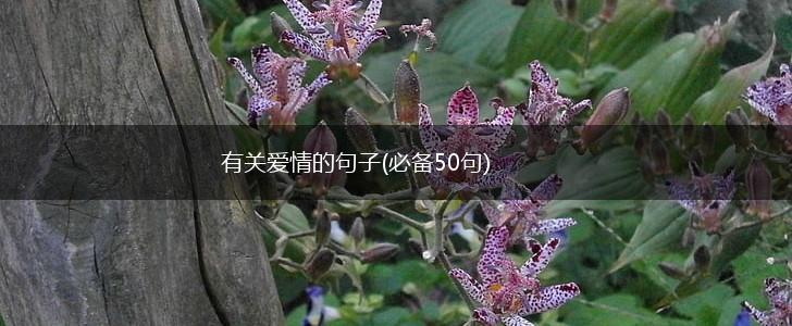 有关爱情的句子(必备50句),第1张