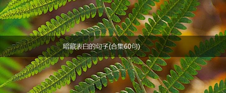 暗藏表白的句子(合集60句),第1张