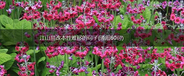 江山易改本性难移的句子(通用60句),第1张